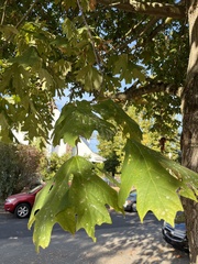 Acer macrophyllum