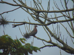 Patagioenas flavirostris