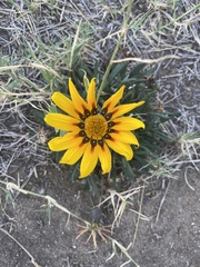 Gazania rigens