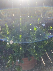 Gardenia jasminoides