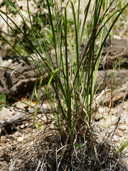 Muhlenbergia emersleyi
