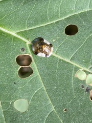 Helocassis testudinaria