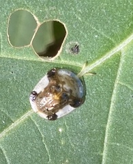 Helocassis testudinaria