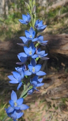 Thelymitra media