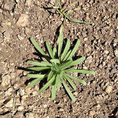 Cryptantha intermedia