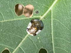 Helocassis testudinaria