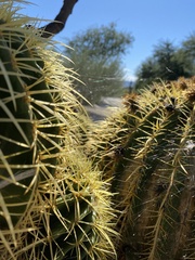 Kroenleinia grusonii