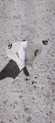 Sericoptera