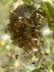 Peucetia viridans