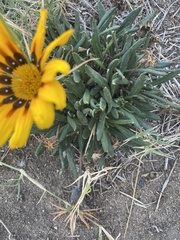 Gazania rigens