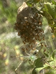 Peucetia viridans