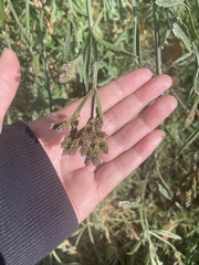 Verbena brasiliensis