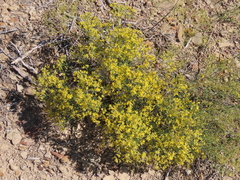 Gutierrezia microcephala