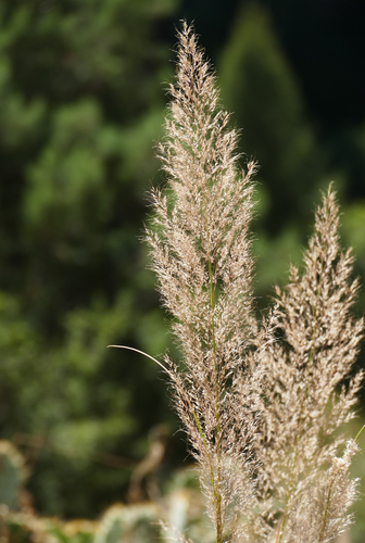 Bull muhly