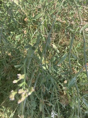 Verbena brasiliensis