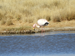 Phoenicoparrus jamesi