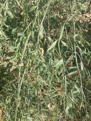 Verbena brasiliensis