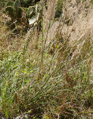 Muhlenbergia emersleyi