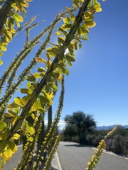Fouquieria splendens