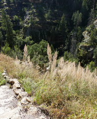 Muhlenbergia emersleyi
