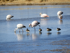 Phoenicoparrus jamesi