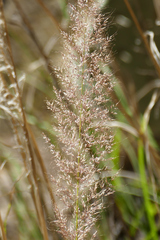 Muhlenbergia emersleyi