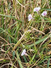 Ipomoea amnicola