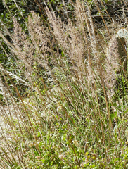 Muhlenbergia emersleyi