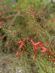 Russelia equisetiformis