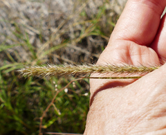 Muhlenbergia alopecuroides