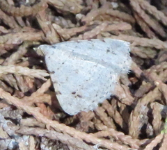 Digrammia pallidata