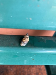 Drymaeus multilineatus