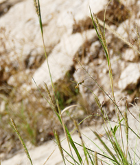 Muhlenbergia alopecuroides