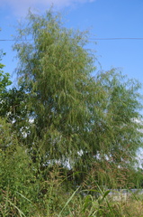 Salix nigra