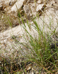 Muhlenbergia alopecuroides