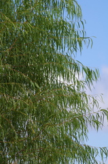 Salix nigra