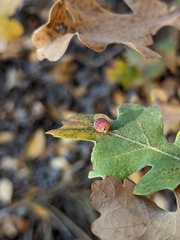 Acraspis quercushirta