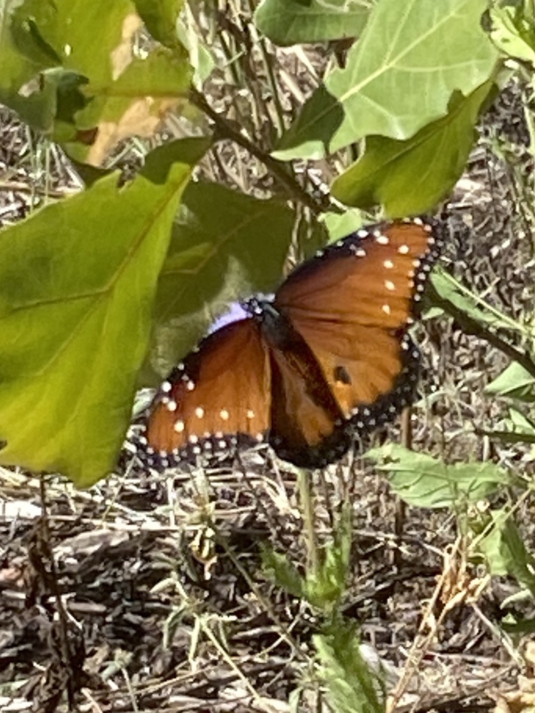 Queen from David Fort Rd, Argyle, TX, US on October 14, 2022 at 12:06 ...