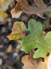 Acraspis quercushirta