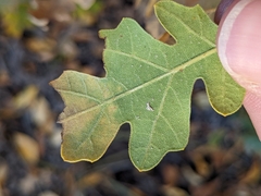 Acraspis quercushirta