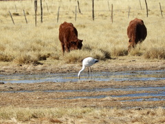 Phoenicoparrus jamesi