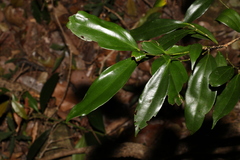 Cryptocarya laevigata