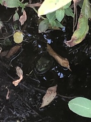 Lithobates grylio