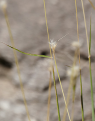 Bothriochloa springfieldii