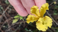 Goodenia paradoxa, photograph Rosalie Lawrence, CC BY, iNaturalist via GBIF