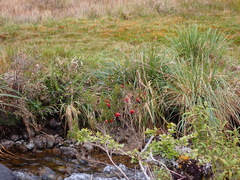 Brachyotum jamesonii