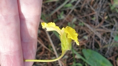Goodenia paradoxa, photograph Rosalie Lawrence, CC BY, iNaturalist via GBIF