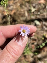 Symphyotrichum anomalum