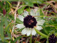 Eryngium humile