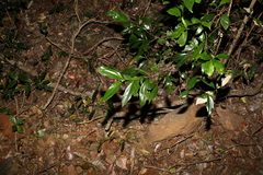 Cryptocarya laevigata